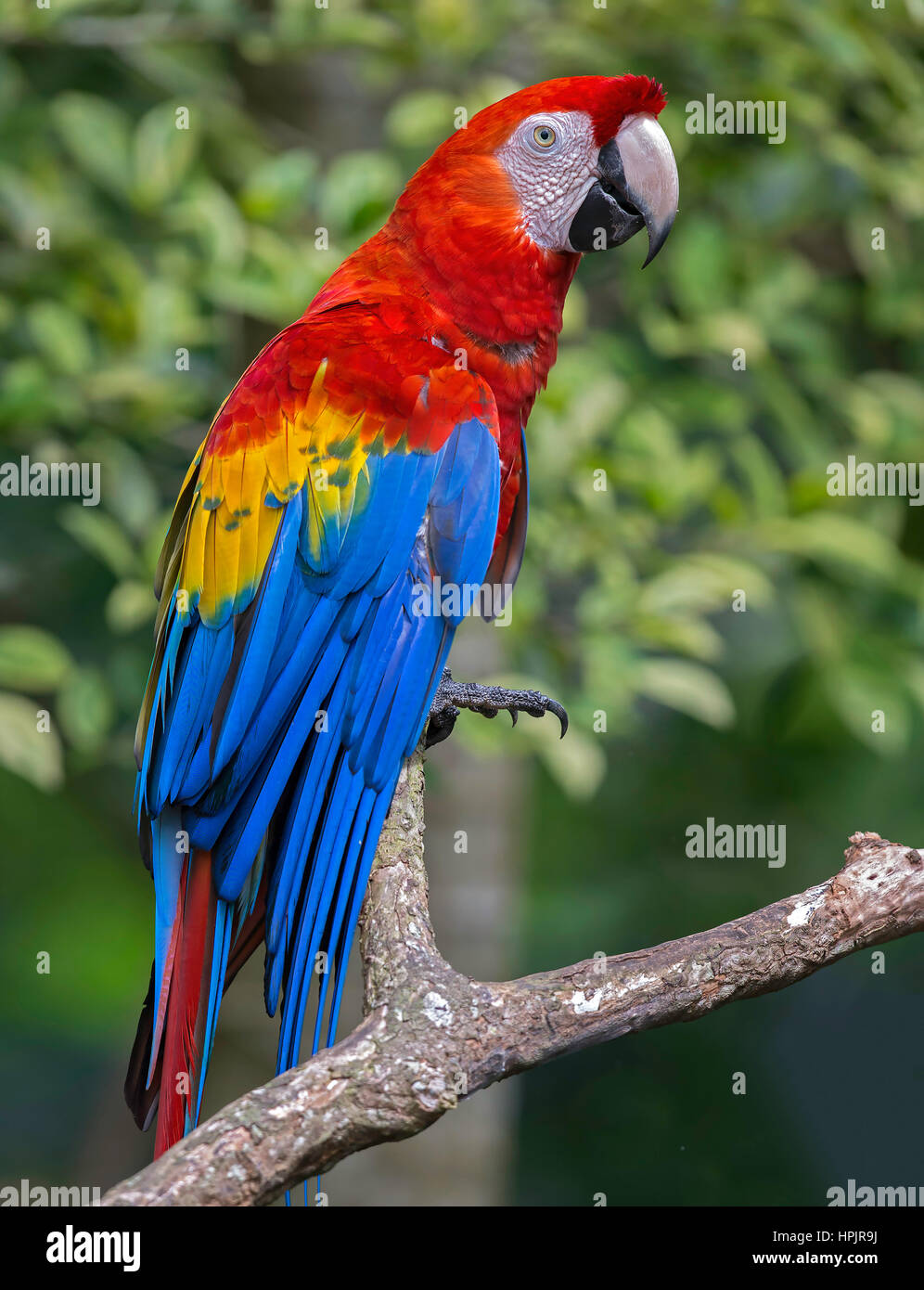 Hellroten Aras (Ara Macao), Puerto Triunfo, Antioquia Stockfoto