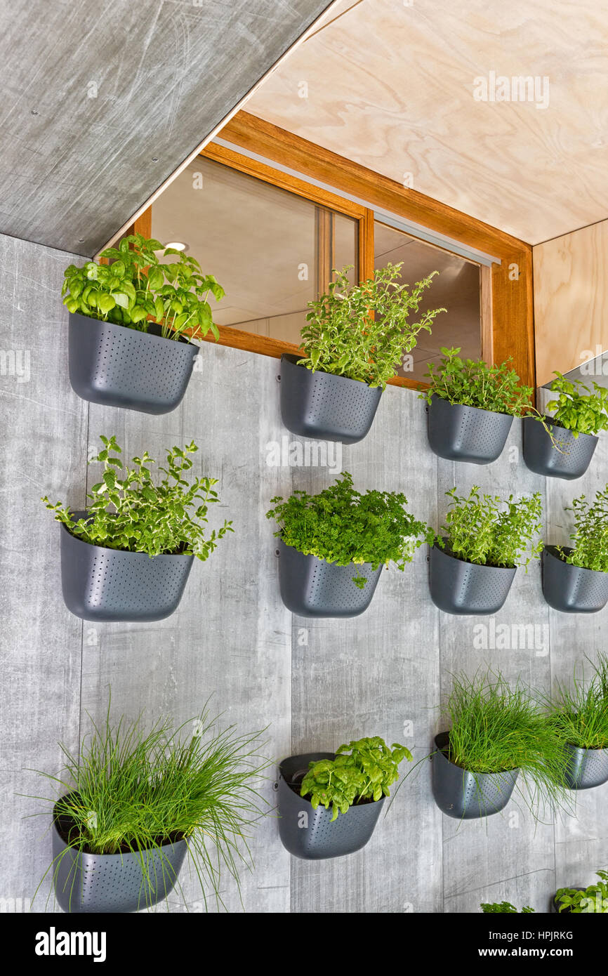 Reihen von Topfpflanzen Sämlinge und Jungpflanzen hing an einer Betonwand Stockfoto