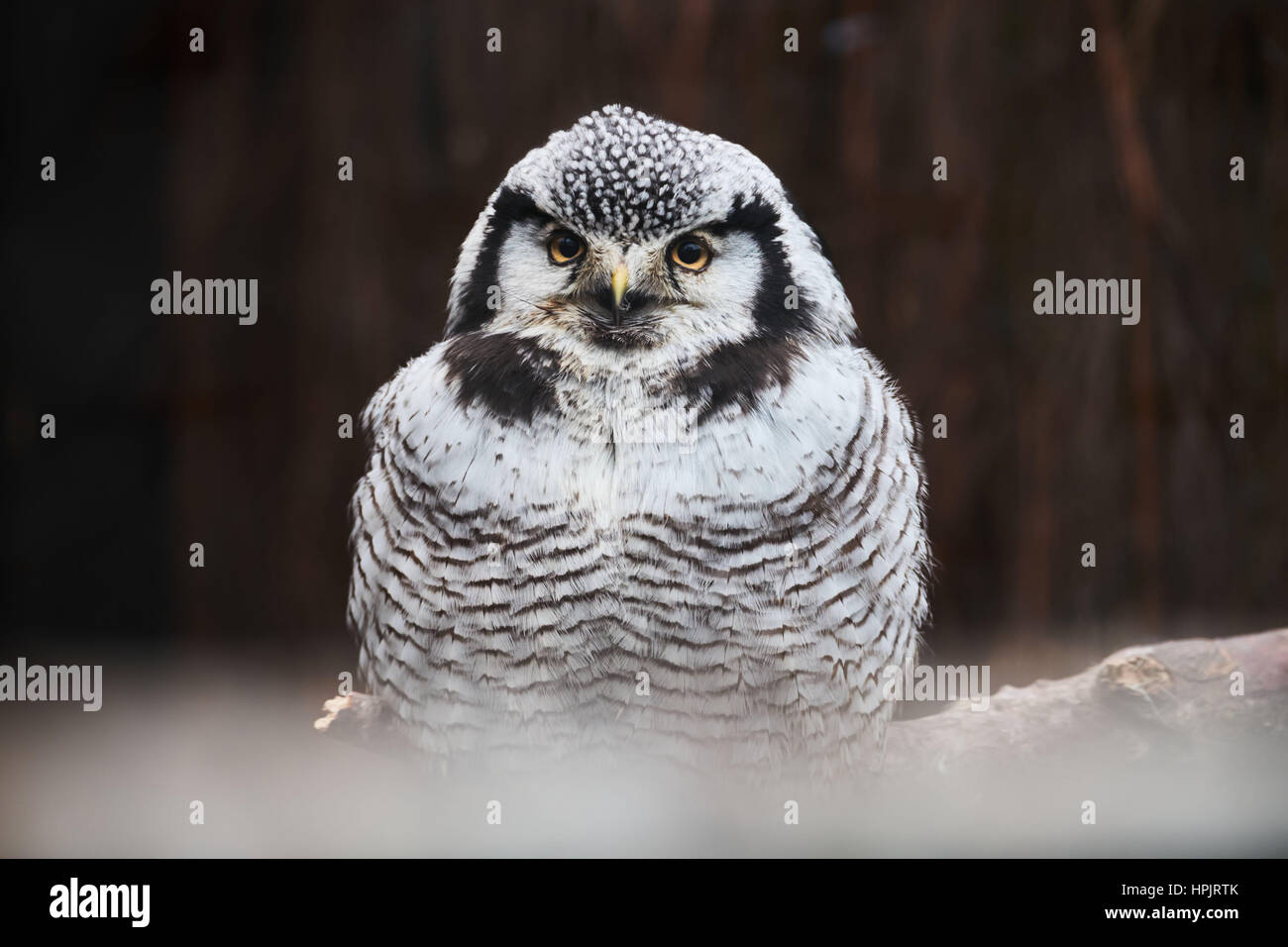 nördlichen Sperbereule Stockfoto