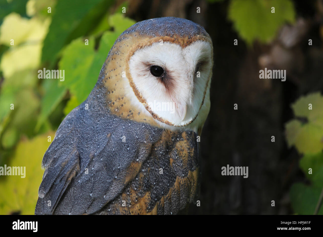 Schleiereule Closeup sitzt in einem Baum mit grünen Wald verlässt Stockfoto