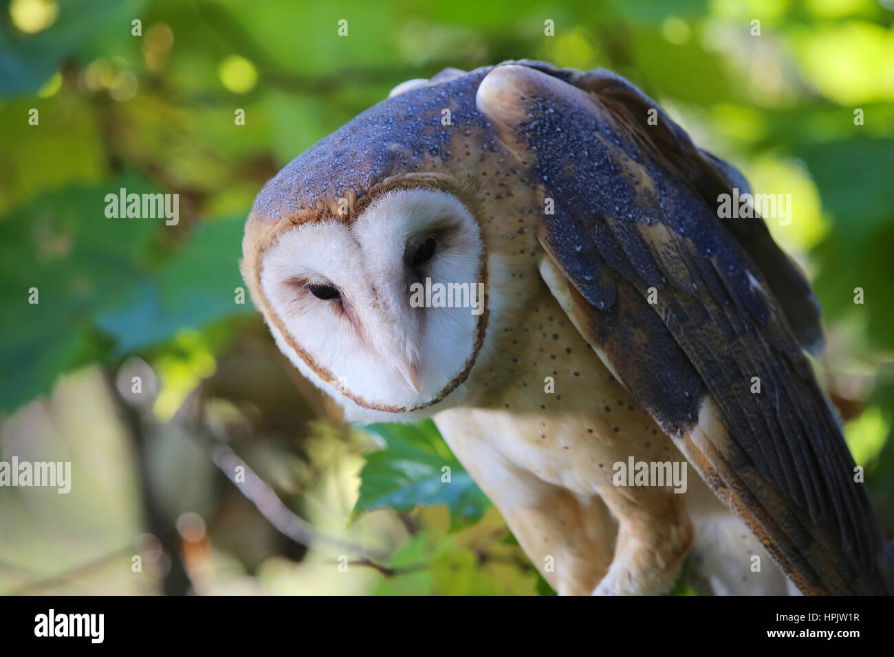 Schleiereule Closeup sitzt in einem Baum mit grünen Wald verlässt Stockfoto