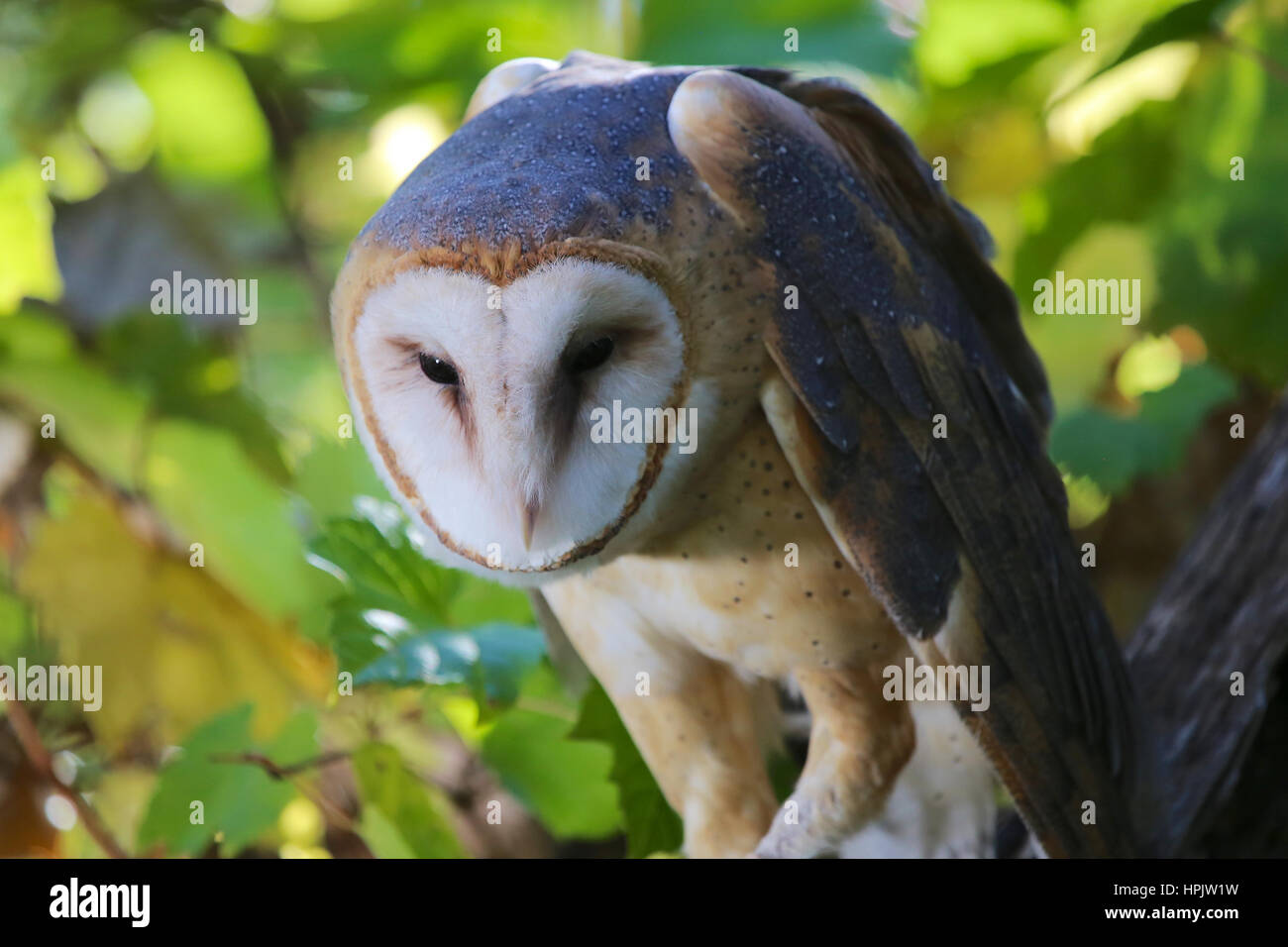 Schleiereule Closeup sitzt in einem Baum mit grünen Wald verlässt Stockfoto