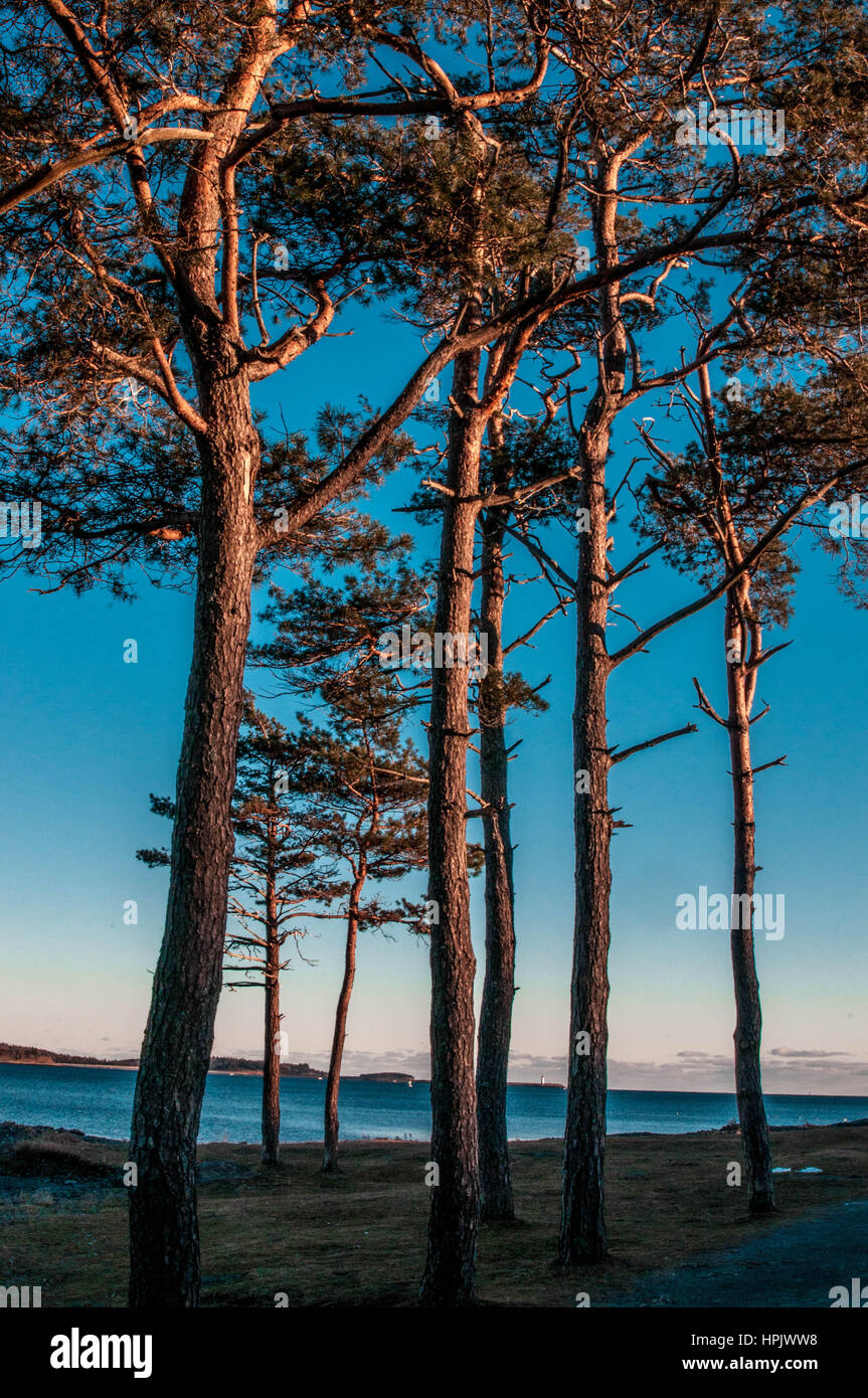 Winterbäume in einem künstlerischen Stil mit blauem Himmel Natur in Point Pleasant park Stockfoto