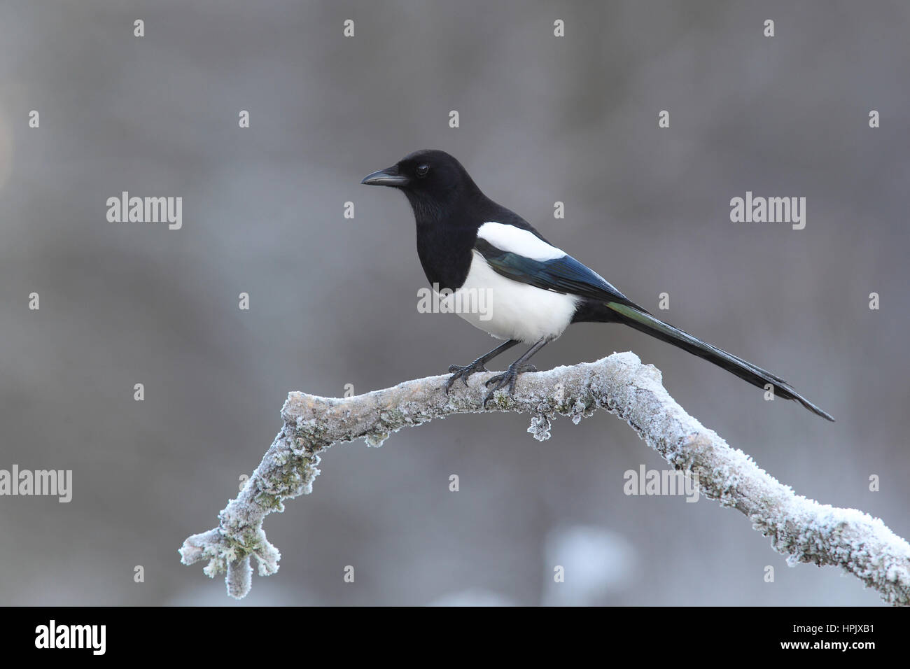 Gemeinsame magpie (Pica Pica) am Gefrierpunkt auf einem Zweig, Siegerland, NRW, Deutschland Stockfoto