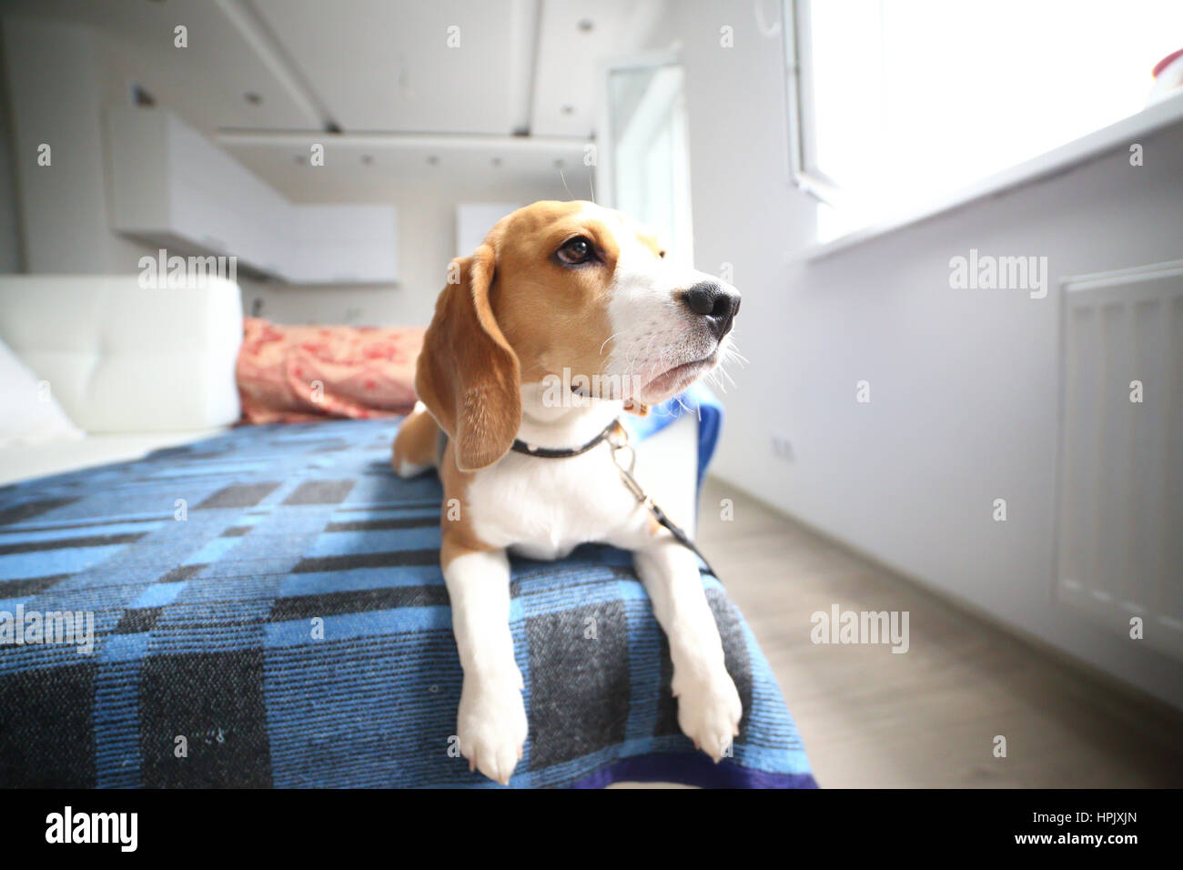 Beagle Welpe lag auf Teppich zu Hause Stockfoto