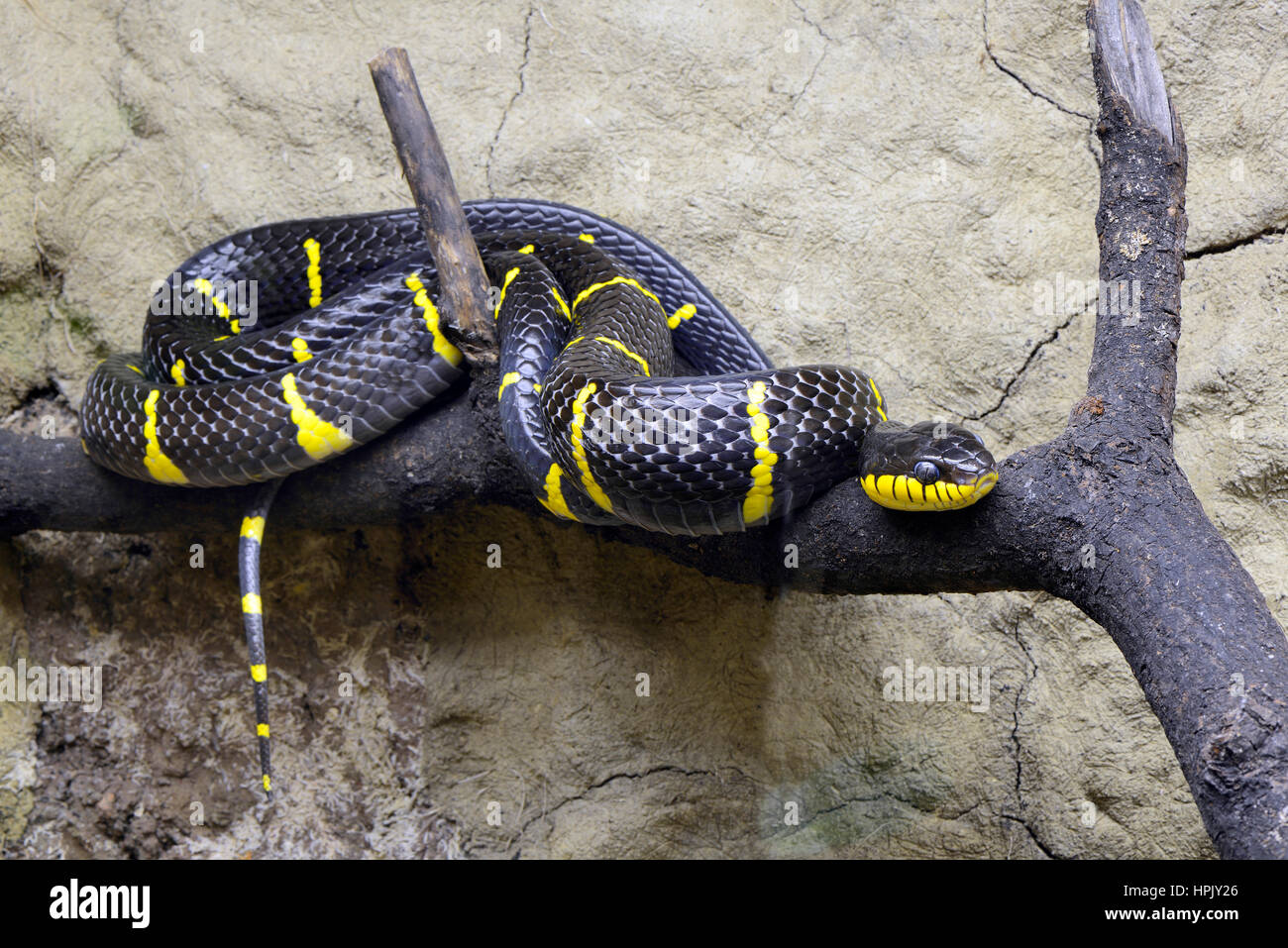 Mangrove tree snake (Boiga dendrophila) auf Zweig, Captive, Vorkommen in Asien Stockfoto