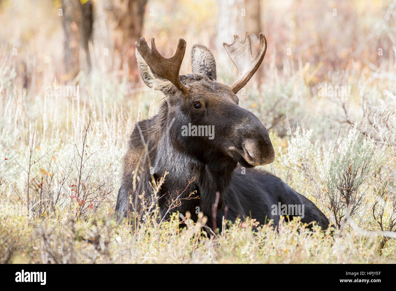 Junger Stier Elch liegend in den Rasen Grübeln und beobachten andere Elche während der Brunft Stockfoto