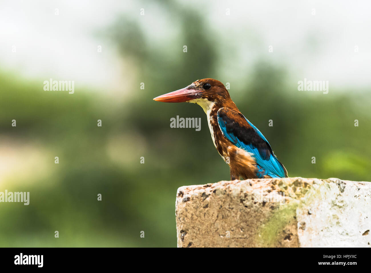 Weiße-Throated Kingfisher Stockfoto