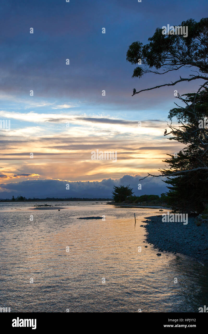 Blenheim, Marlborough, Neuseeland. Anzeigen auf der Wairau River Mündung an Wairau Bar, Abenddämmerung, Trauerschnäpper Shag (Phalacrocorax Varius) erkennbar. Stockfoto