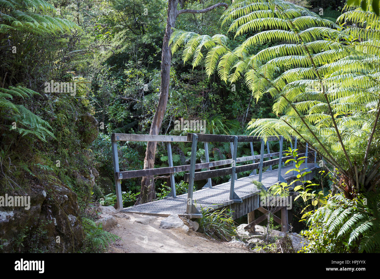 Abel Tasman National Park, Tasman, Neuseeland. Typische Fußgängerbrücke und native Baumfarne auf dem Abel Tasman Coast Track in der Nähe von Marahau. Stockfoto