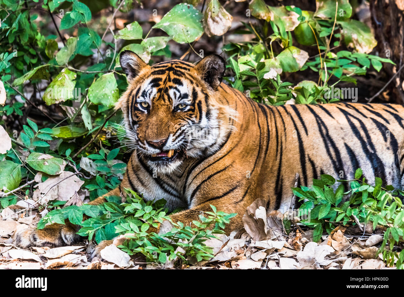 Lustige Ausdruck von Royal Bengal Tiger namens Ustaad Stockfoto