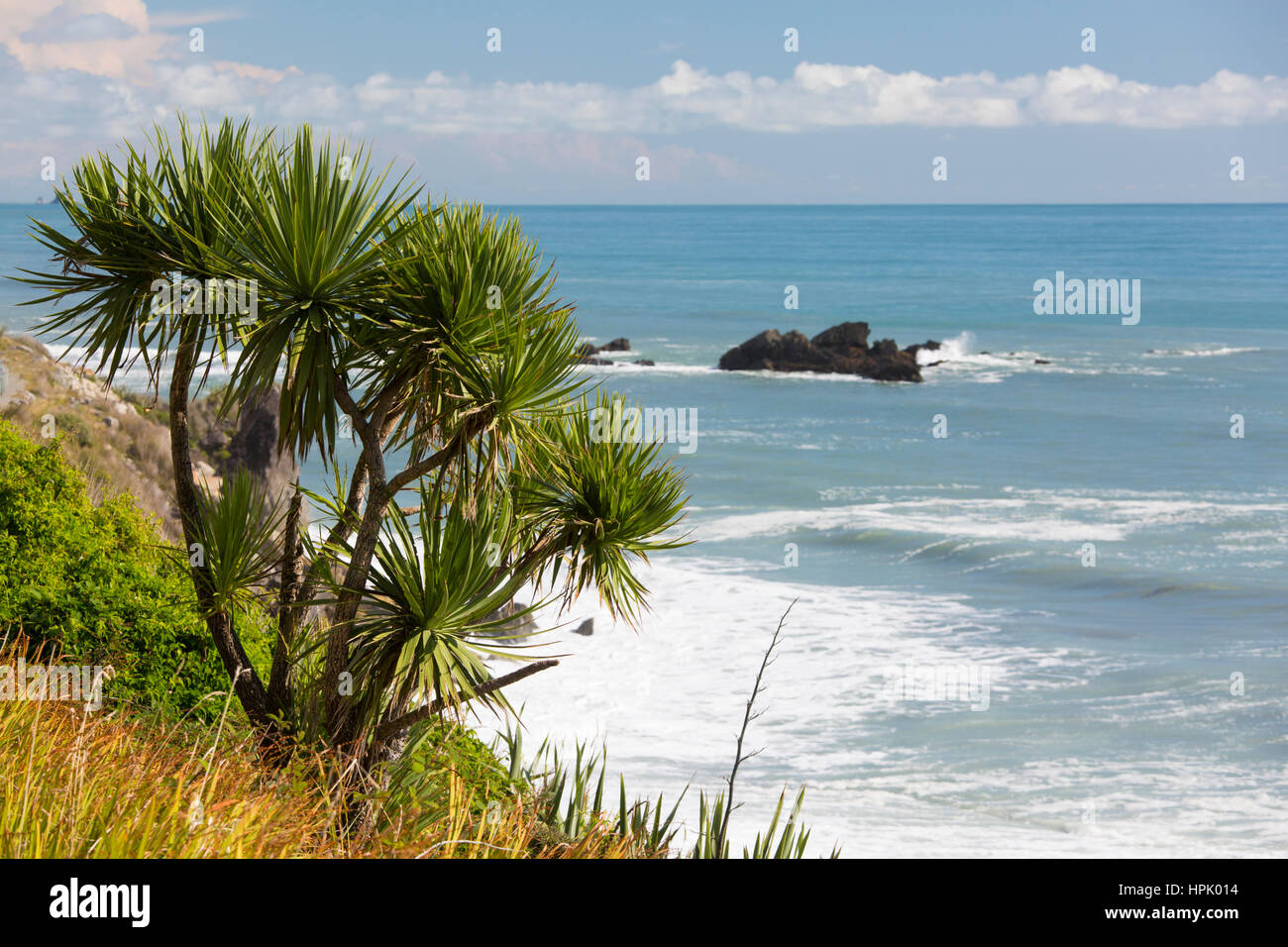 Greymouth, West Coast, New Zealand. Klippe Vegetation wächst über die Tasmanische See in der Nähe von siebzehn Meile Bluff. Stockfoto