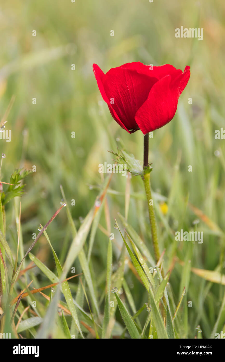 Blühende rote Anemonen in der Wiese Stockfoto