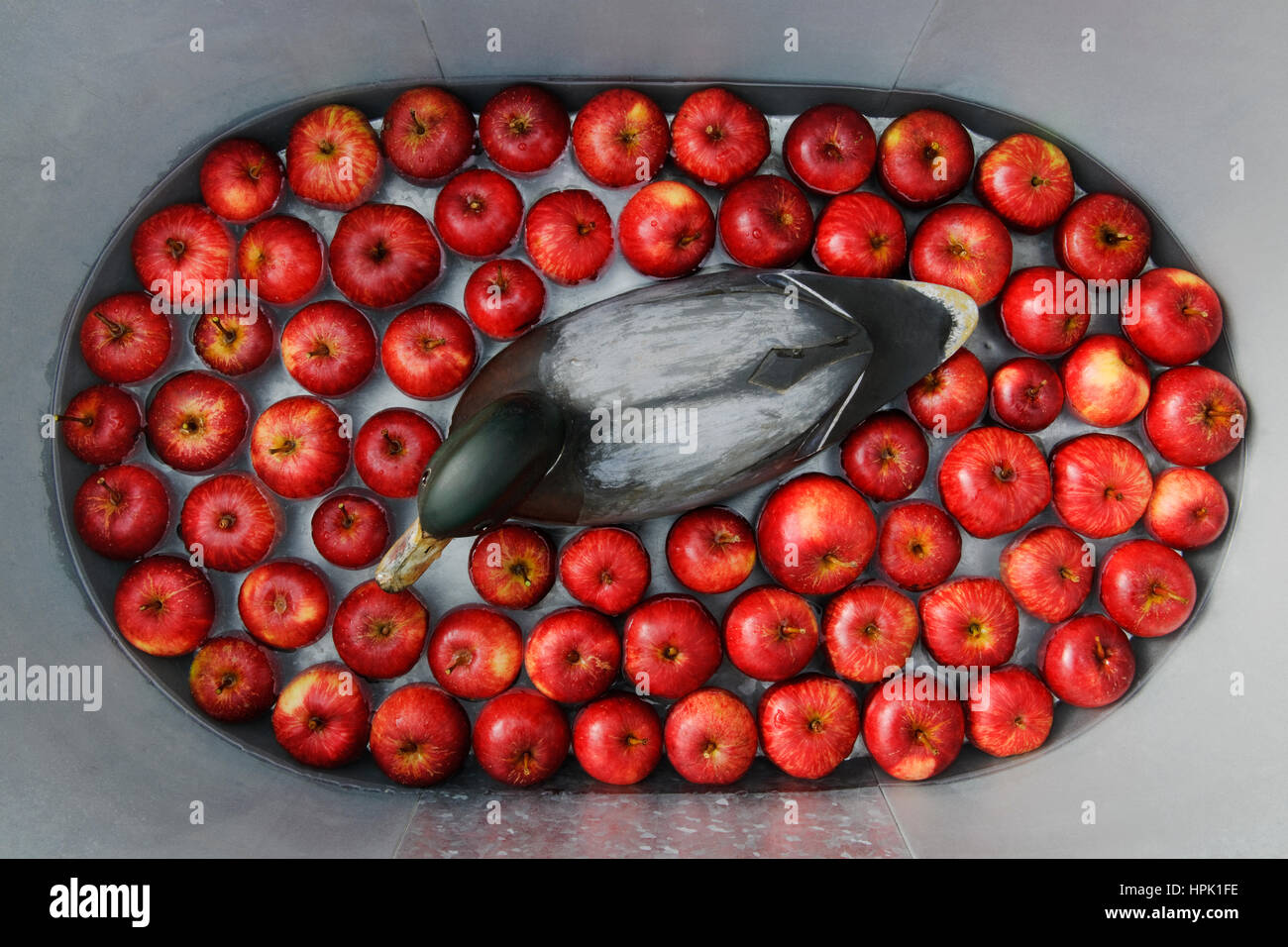 Hölzerne Lockvogelente in Form einer männlichen Stockente, umgeben von roten Äpfeln. Schweben im Wasser am unteren Rand eine verzinkte Gipser Bad. Stockfoto