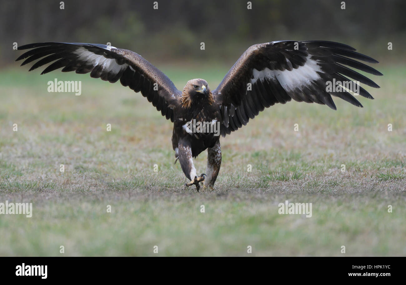 Jugendkriminalität, verbreitet ca. zwei Jahre alt, Steinadler mit seinen Flügeln als imposante Haltung auf ein offenes Feld. Stockfoto