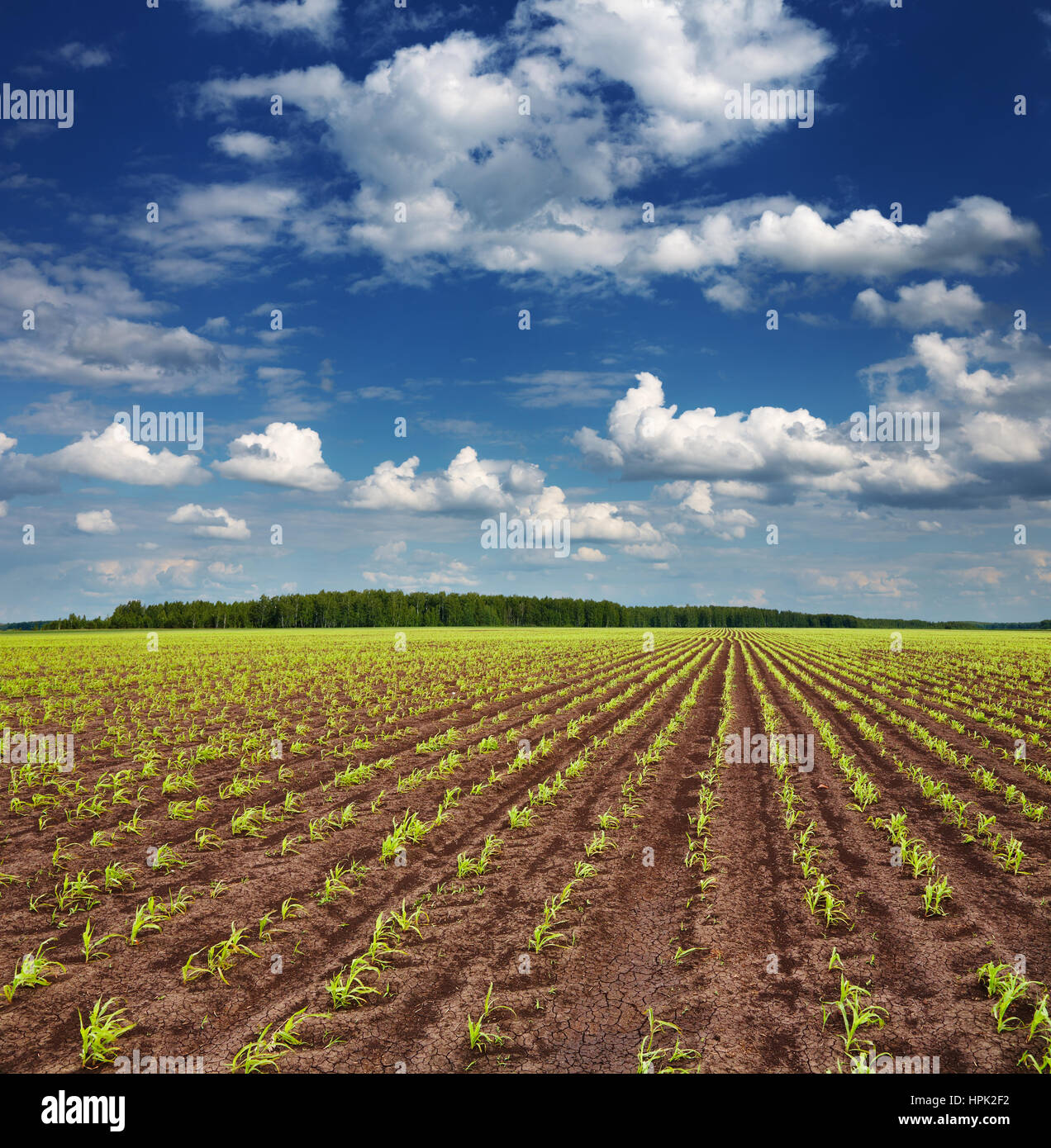 Landschaft mit Feld und blauer Himmel Stockfoto