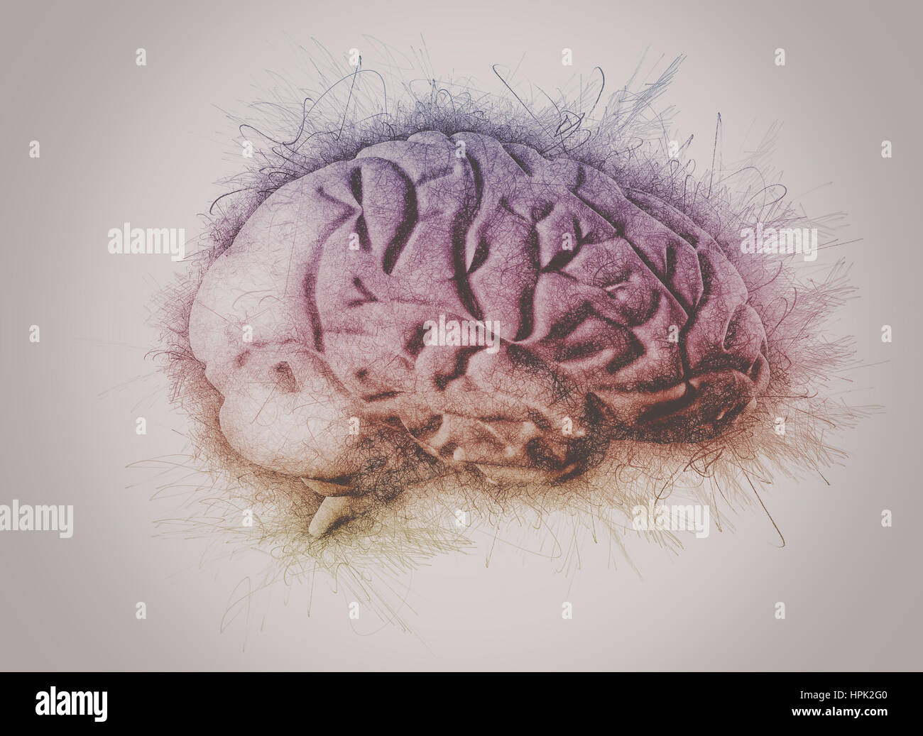 Menschliche Gehirn 3D-Illustration Stockfoto
