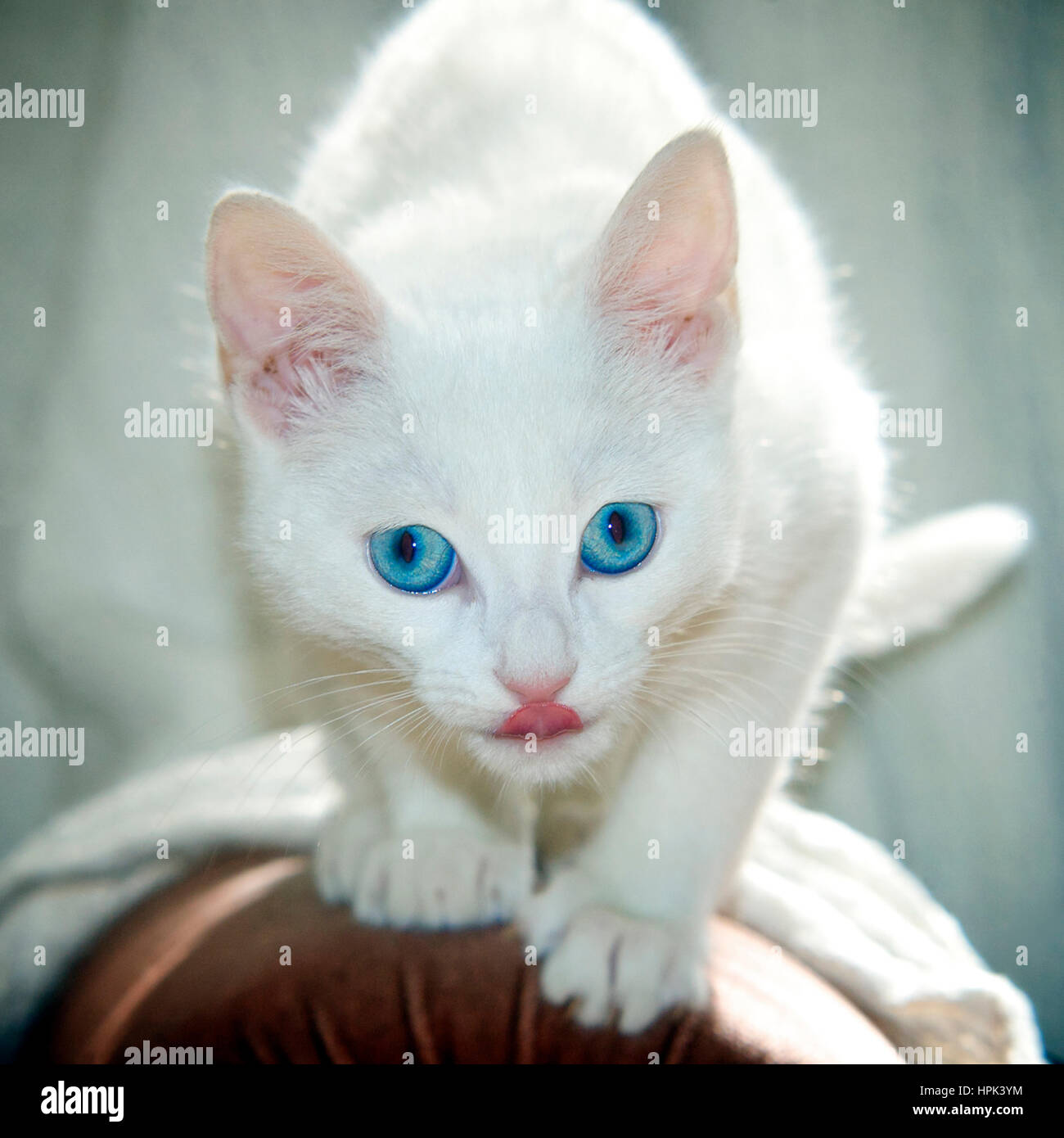 Blauäugige weiße Kätzchen mit Zunge heraus Stockfoto