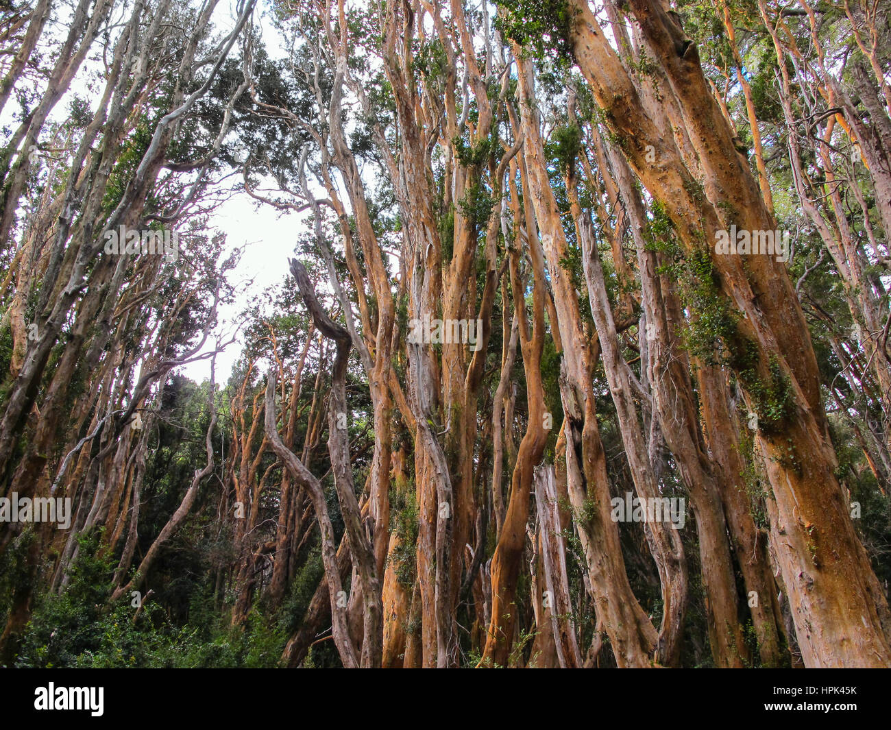 Orange Bäume von Mapuches Park in San Carlos de Bariloche, Patagonien - Argentinien Stockfoto