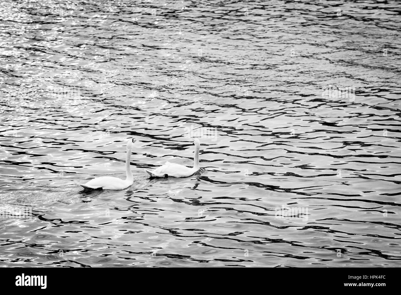 Schwäne schwimmen auf dem Wasser in der Natur am schwarzen & weiß Fotografie. Stockfoto