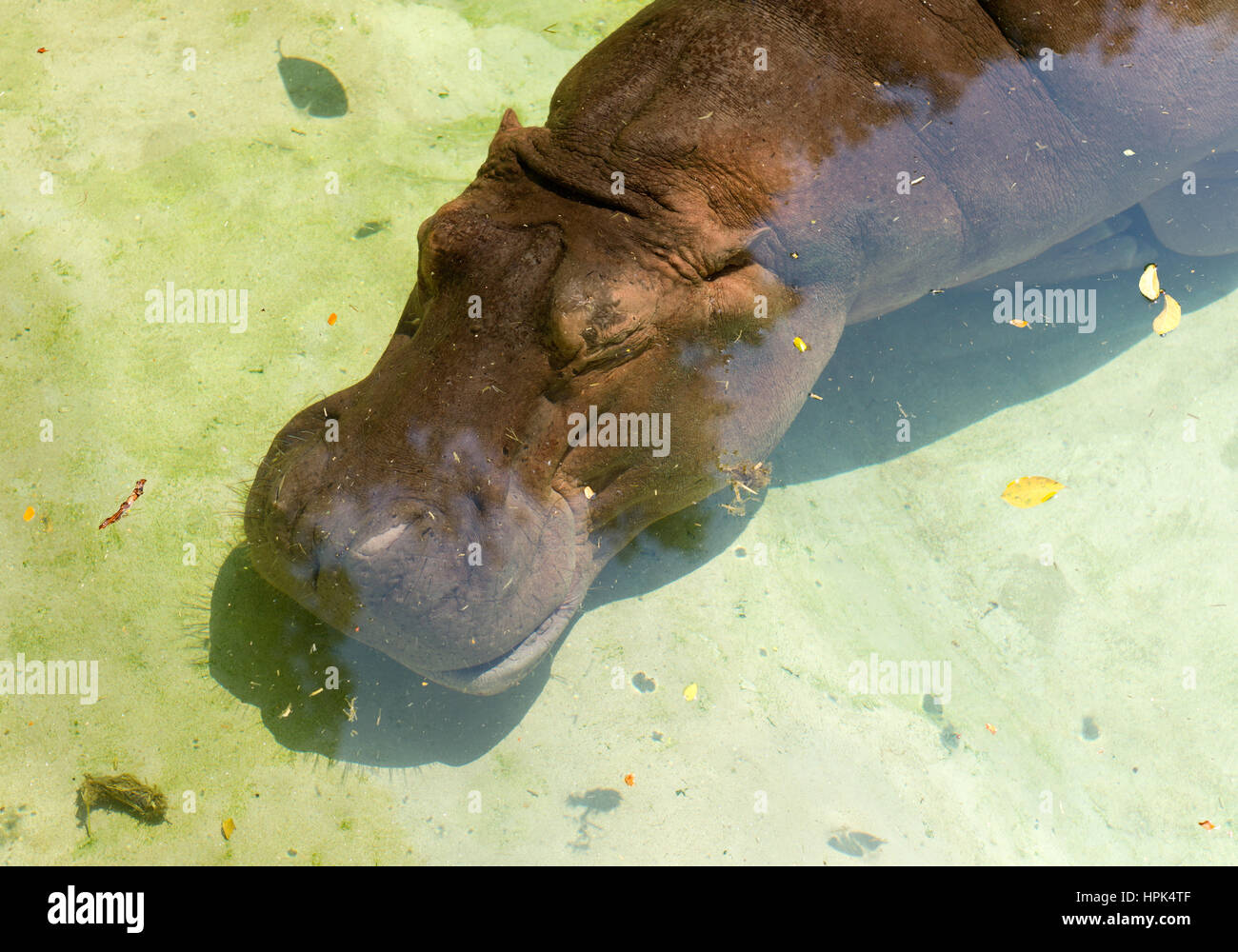 Nilpferd Underrwater im Zoo, Bangkok, Thailand Stockfoto