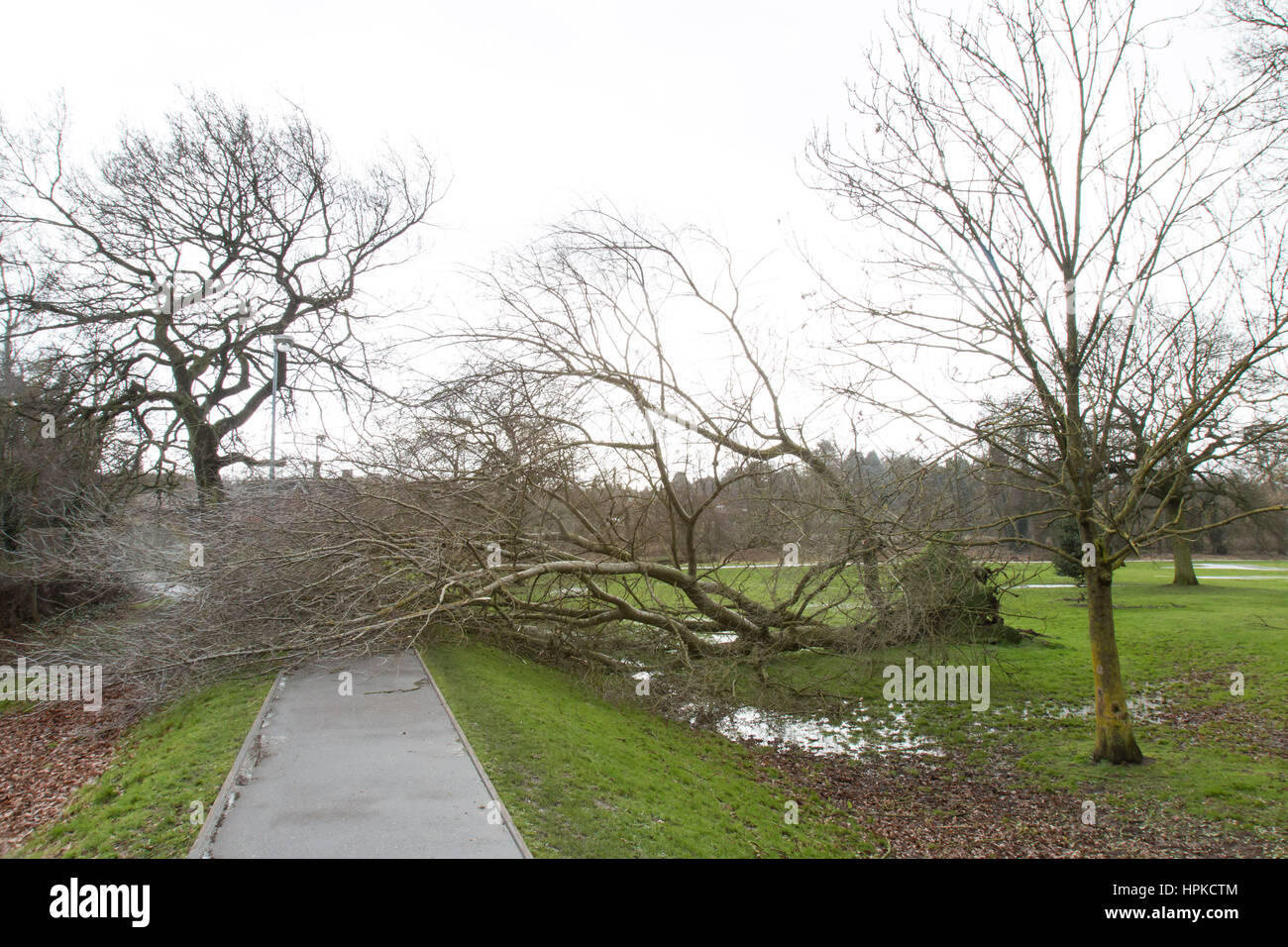 Bramshall Park, Uttoxeter, UK. 23. Februar 2017. Großbritannien Wetter. Starke Winde und Stürme verursacht durch Sturm Doris dazu führen, dass ein großer Baum und Wurzeln auf umgedrehten werden im Bramshall Park, Uttoxeter, Staffordshire. 23.02.17. Bildnachweis: Richard Holmes/Alamy Live-Nachrichten Stockfoto