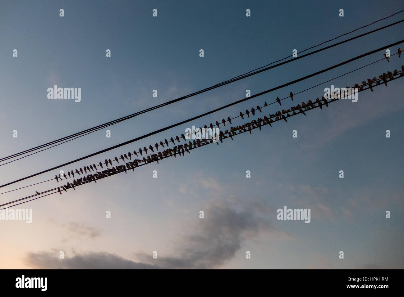 Schwalben sammeln auf den Powerlines am Abend.  Cost Rica Stockfoto