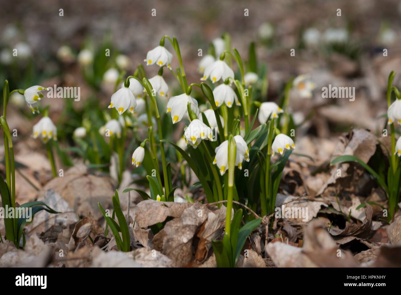 Frühling-Schneeflocke wächst wild im mittleren und südlichen Europa, mit Ausnahme des Mittelmeers. Stockfoto