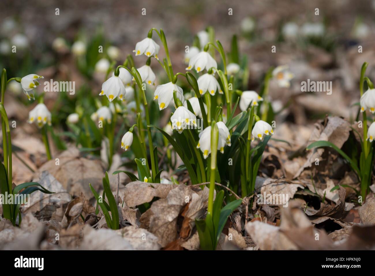 Frühling-Schneeflocke wächst wild im mittleren und südlichen Europa, mit Ausnahme des Mittelmeers. Stockfoto