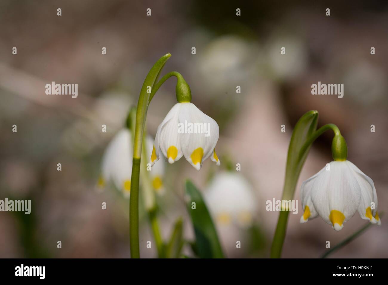 Frühling-Schneeflocke wächst wild im mittleren und südlichen Europa, mit Ausnahme des Mittelmeers. Stockfoto