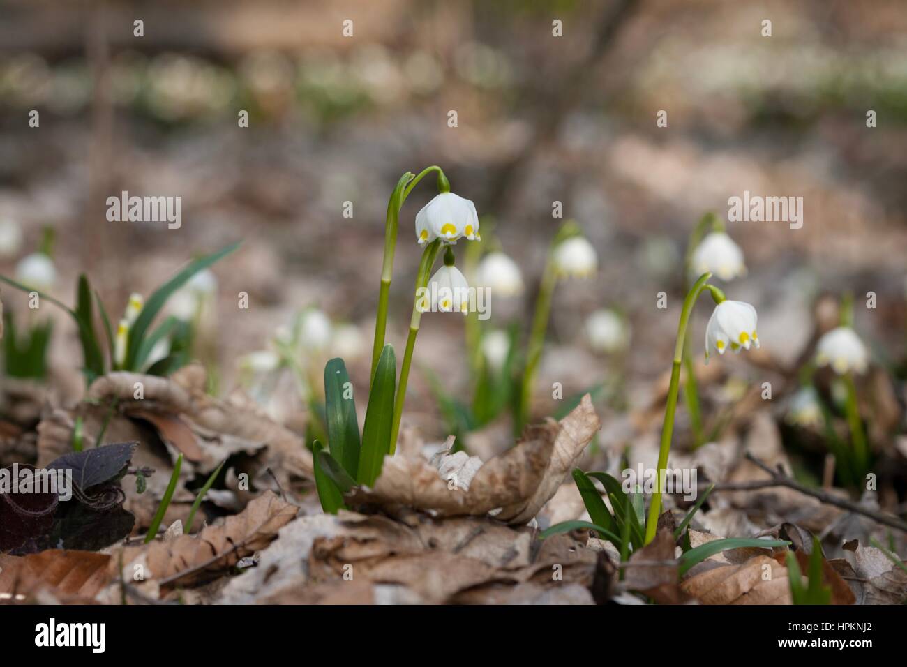 Frühling-Schneeflocke wächst wild im mittleren und südlichen Europa, mit Ausnahme des Mittelmeers. Stockfoto