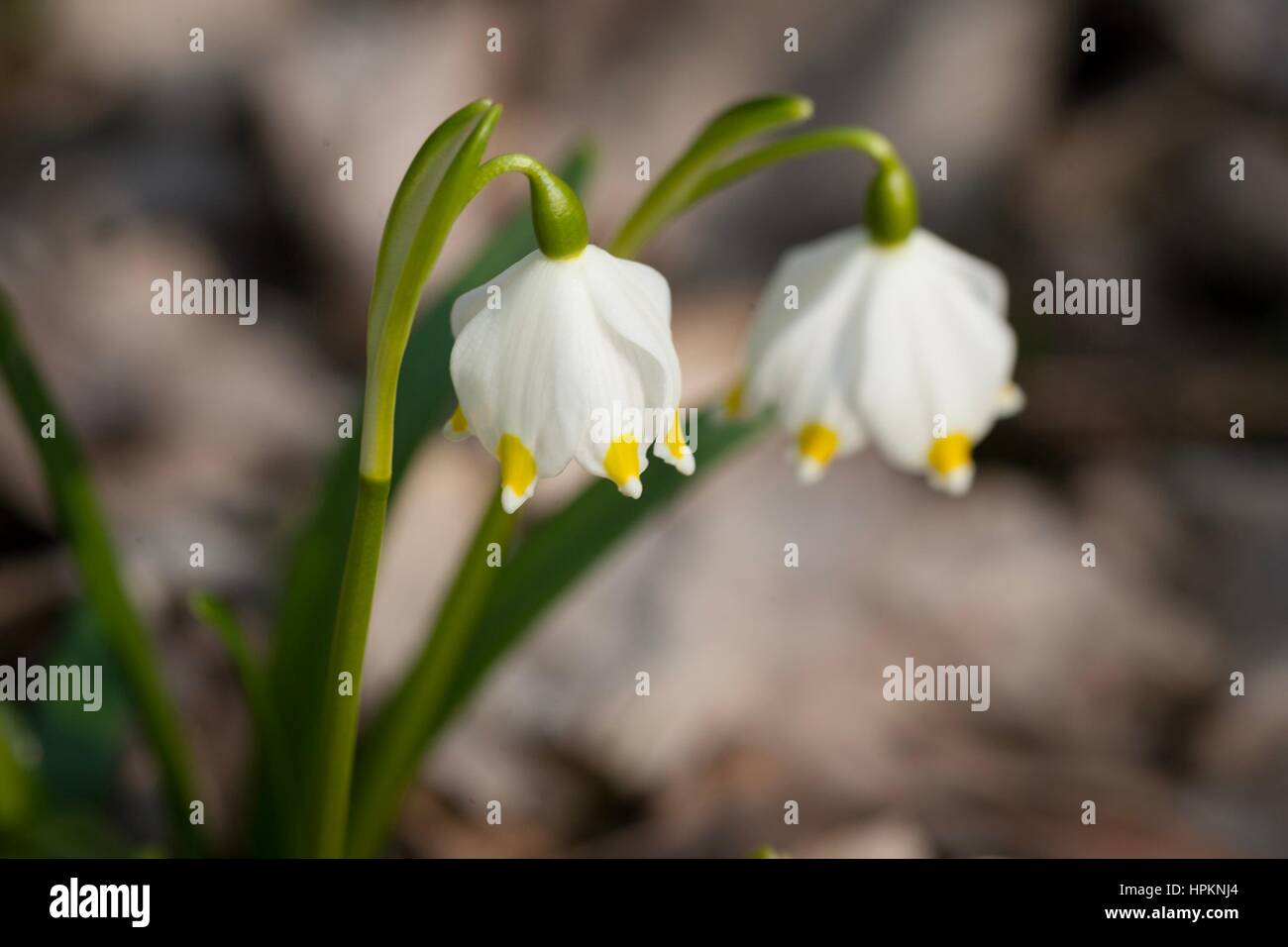 Frühling-Schneeflocke wächst wild im mittleren und südlichen Europa, mit Ausnahme des Mittelmeers. Stockfoto