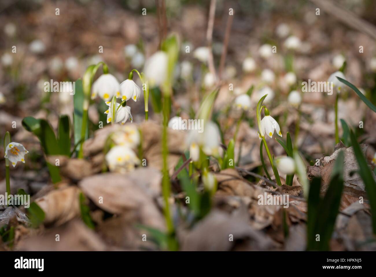 Frühling-Schneeflocke wächst wild im mittleren und südlichen Europa, mit Ausnahme des Mittelmeers. Stockfoto