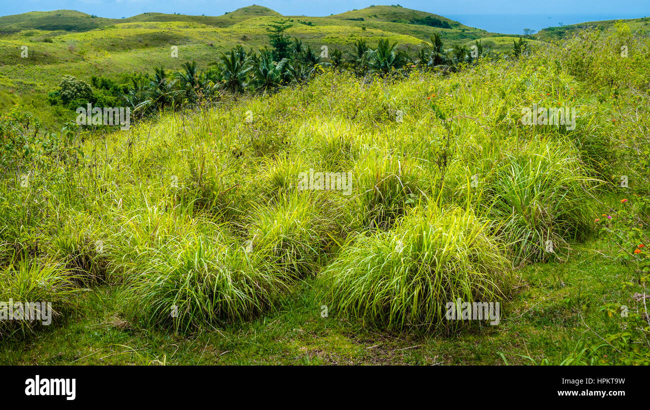 Palmen-Oase in Wisata Bukit Teletubbies Hill, Nusa Penida Insel, Bali, Indonesien Stockfoto