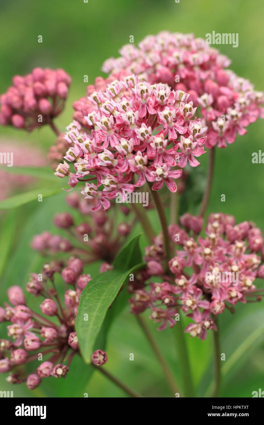 Blühende Blüte Seidenpflanze (Asclepias L.) ist eine amerikanische Gattung krautige Staude Stockfoto