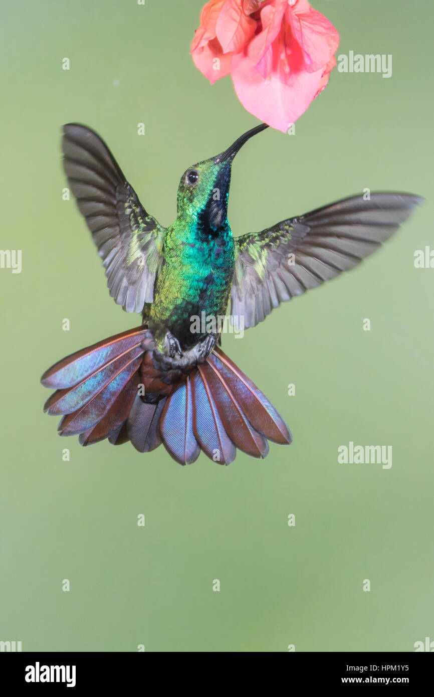 Grün-Breasted Mango Kolibri Männchen ernähren sich von Blume (Anthracothorax Prevodtii) Costa Rica Stockfoto