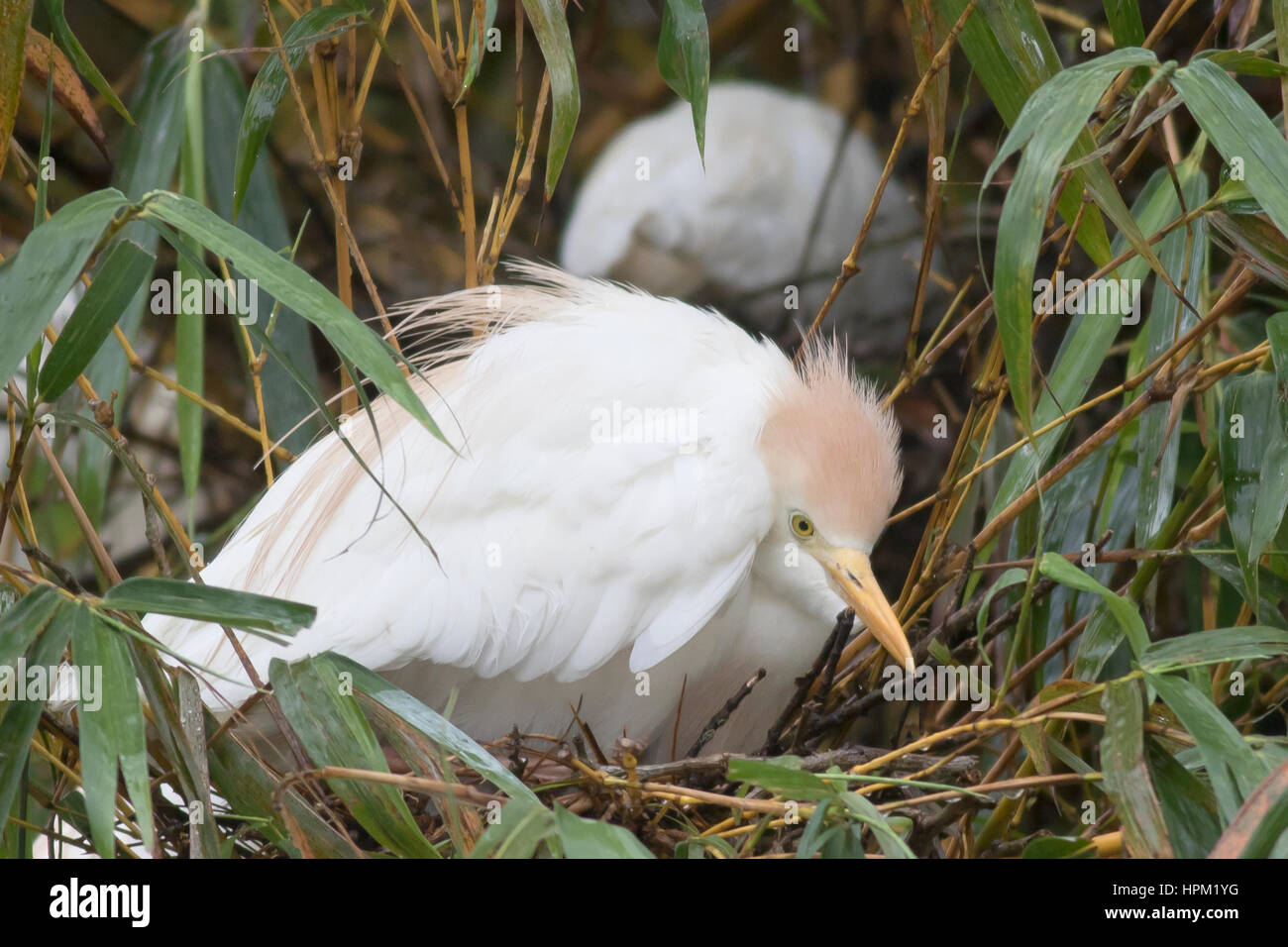 Kuhreiher auf Nest (Bubulcus Ibis) Costa Rica Stockfoto Kuhreiher auf Nest (Bubulcus Ibis) Costa Rica Stockfoto