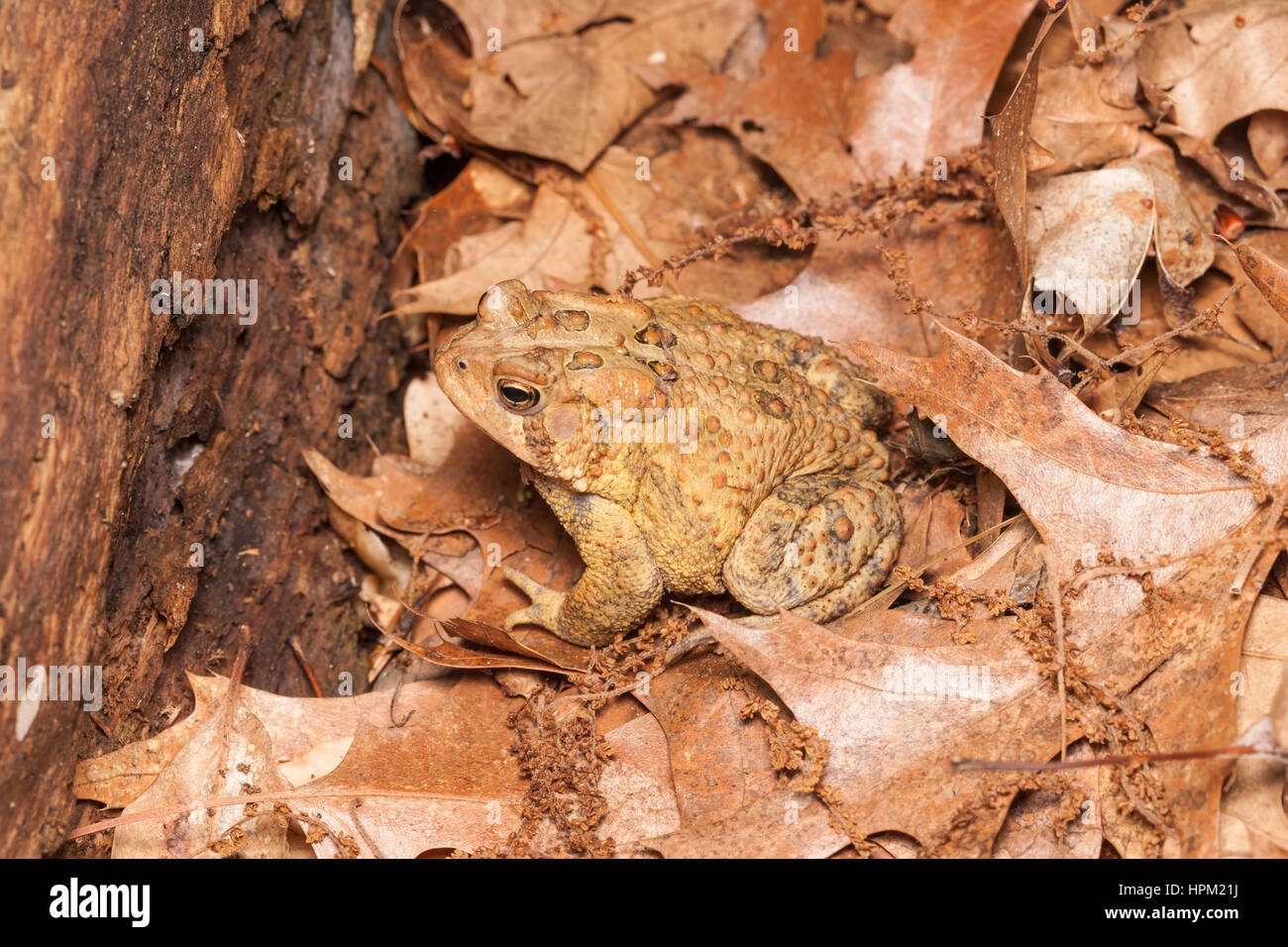 Eine amerikanische Kröte, Unterart östlichen amerikanische Kröte (Anaxyrus Americanus Americanus), sitzt unter Laub auf dem Boden in einem Wald Lebensraum. Stockfoto