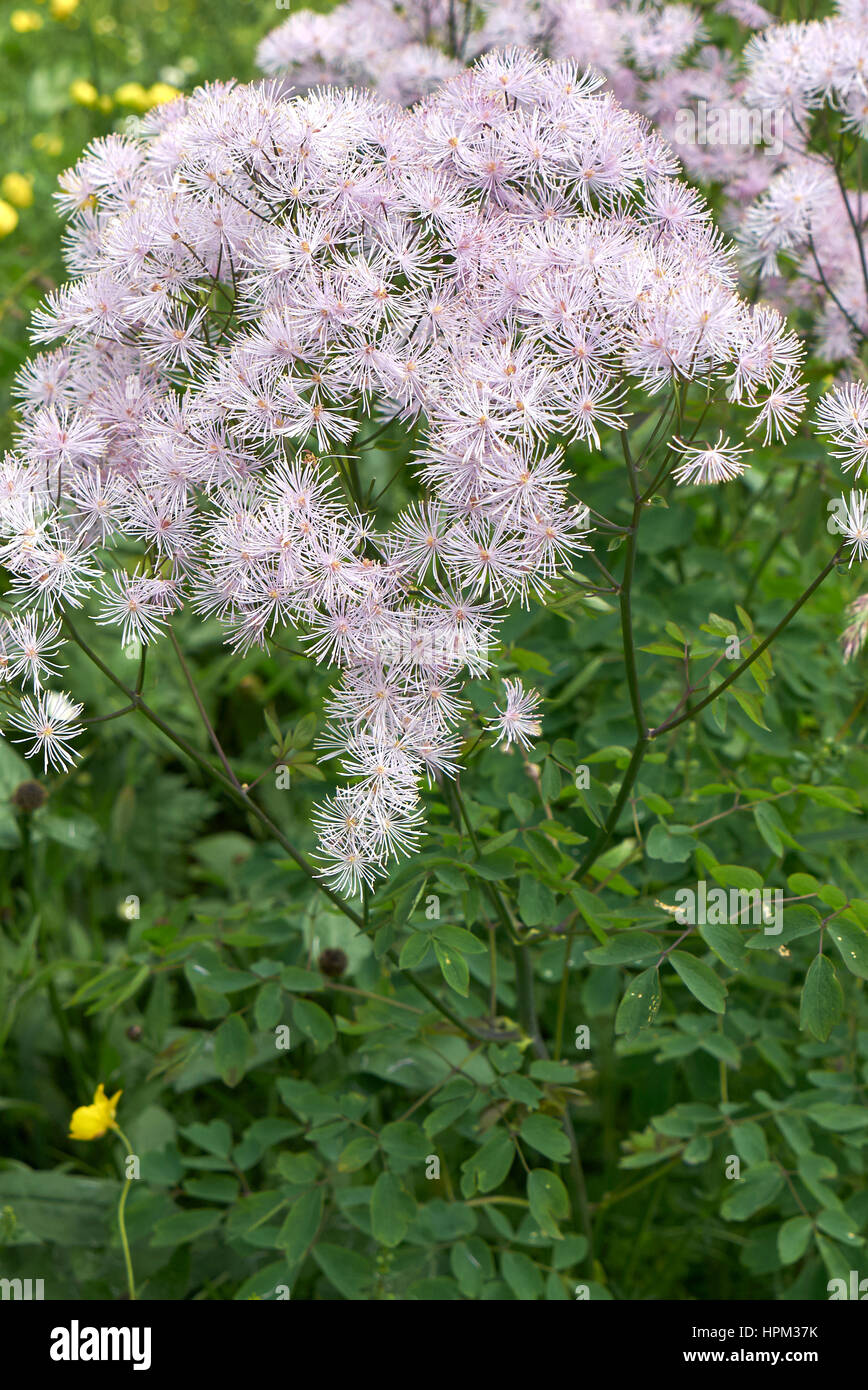 Thalictrum aquilegifolium Stockfoto