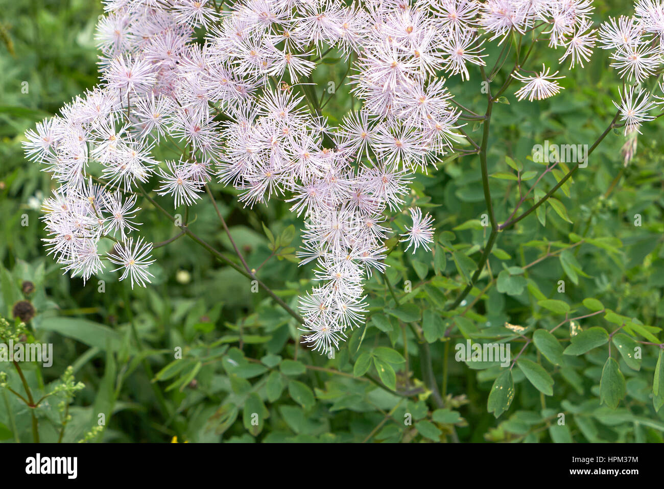 Thalictrum aquilegifolium Stockfoto