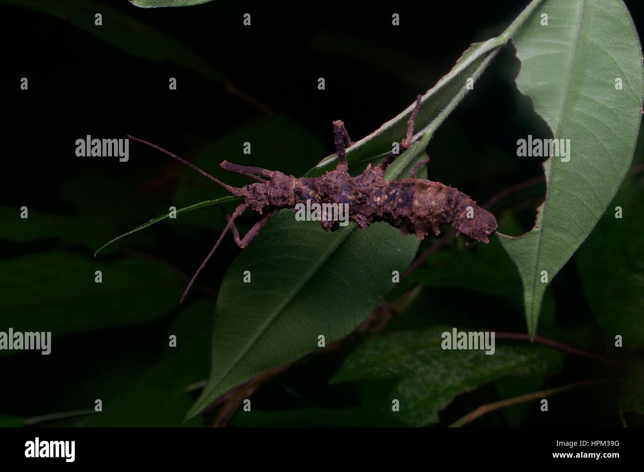 Eine klumpige braune weibliche Stabheuschrecke (Dares Ulula) Essen ein Blatt in den Regenwald im Nationalpark Santubong, Sarawak, Ost-Malaysia, Borneo Stockfoto