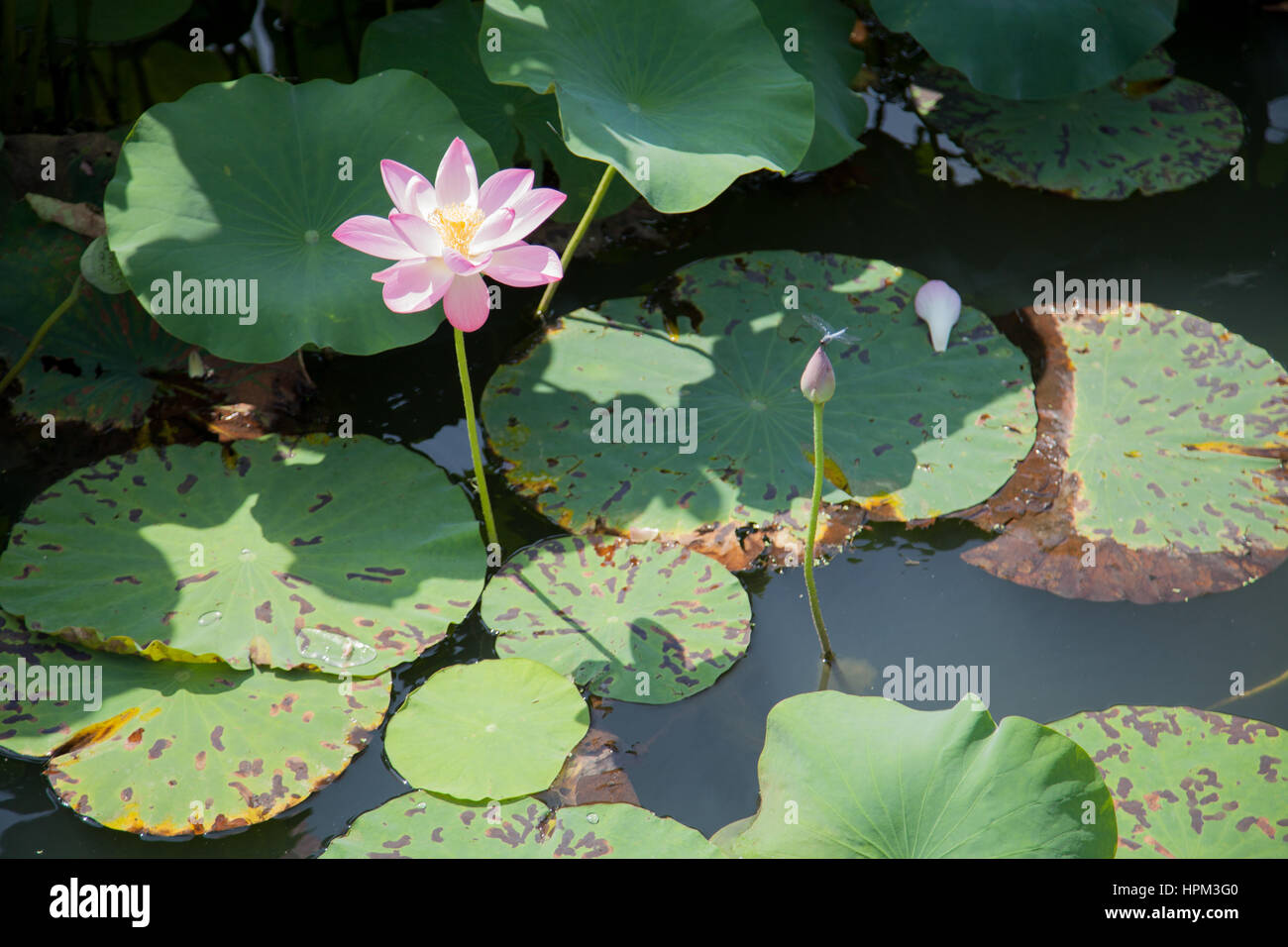 Lotus und Drachen fliegen in einem Teich, Jeon-Ju City, Südkorea Stockfoto