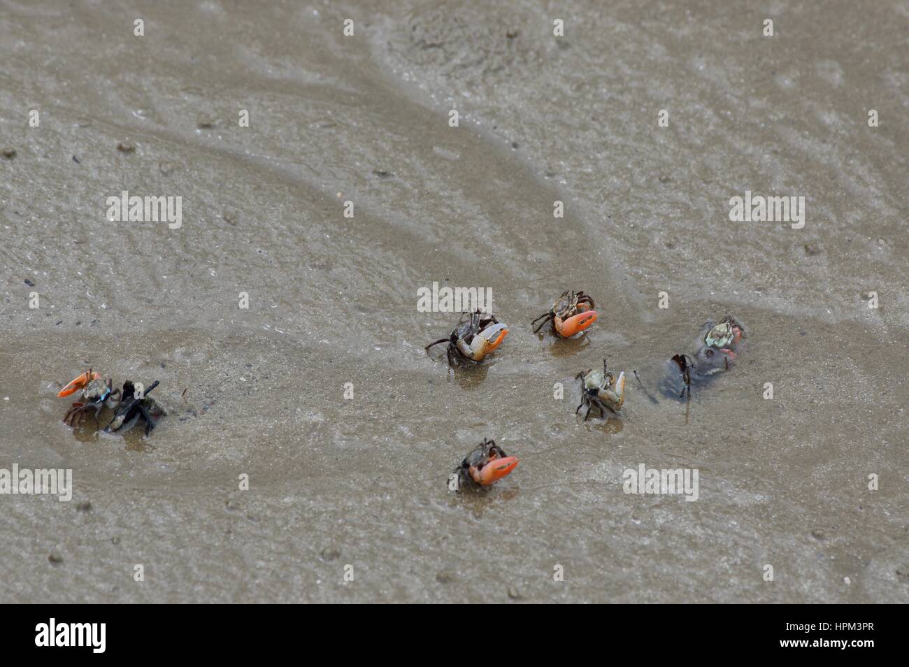 Aufruf von Fiddler Crabs (Uca Vocans) in den Gezeiten Schlamm im Bako Nationalpark, Sarawak, Ost-Malaysia, Borneo Stockfoto