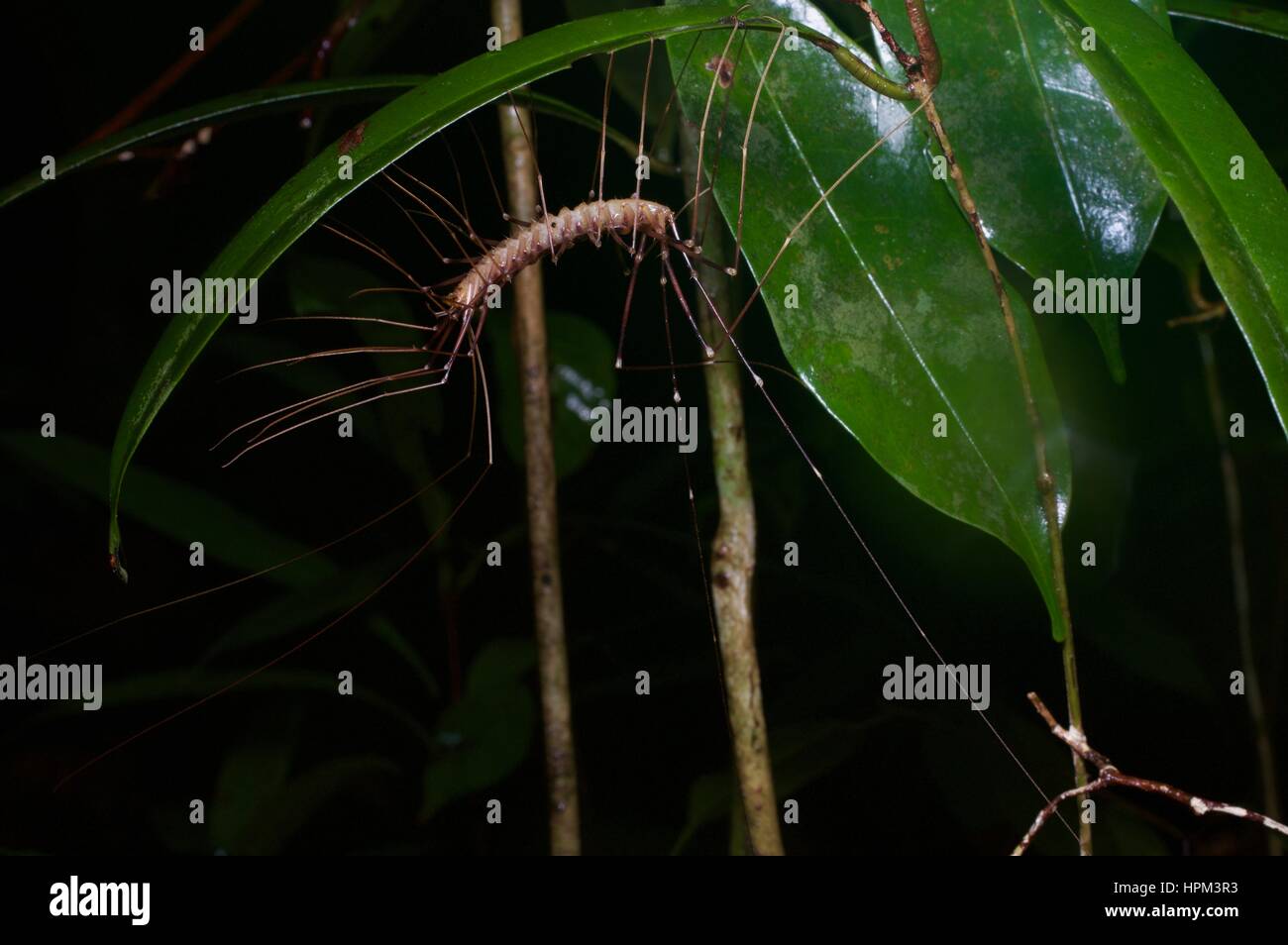Eine langbeinige Centipede (Thereuopoda Longicornis) auf einem Blatt im Regenwald in der Nacht in Santubong Nationalpark, Sarawak, Ost-Malaysia, Borneo Stockfoto