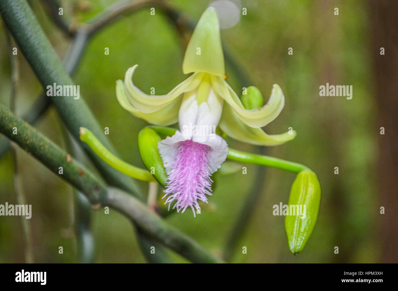 Vanille-Blume Stockfoto