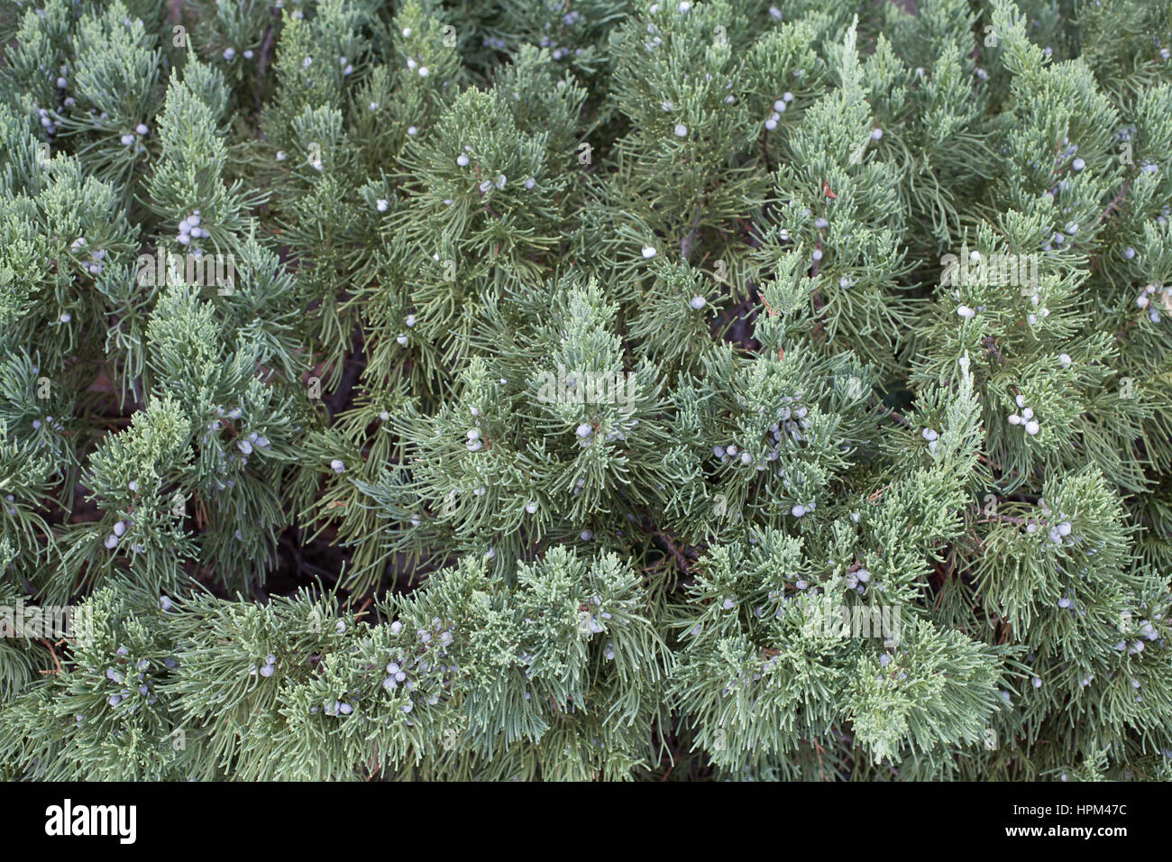 Nahaufnahme eines Baumes Eastern Red cedar Stockfoto