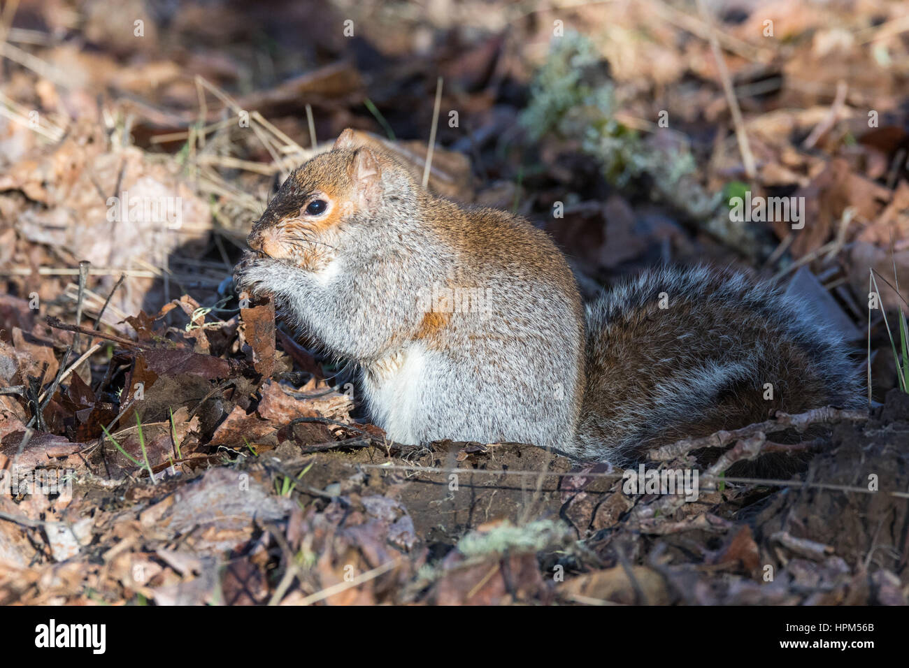 Eine östliche Gray (grau) Eichhörnchen auf Nahrungssuche für Samen an einem warmen Wintertag im pazifischen Nordwesten, wo sie eine eingeführten Arten sind. Stockfoto