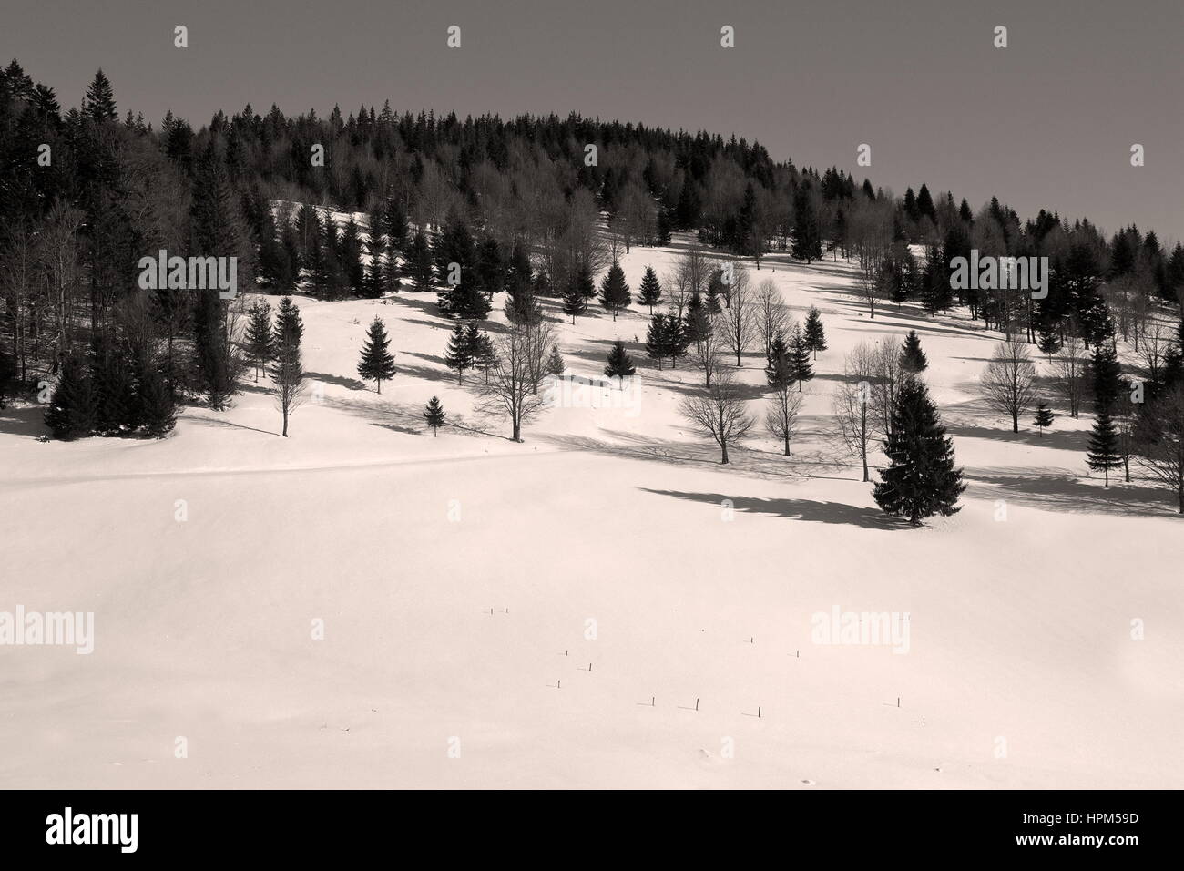 schwarz / weiß Bild der Waldrand im Apuseni-Gebirge, Rumänien Stockfoto