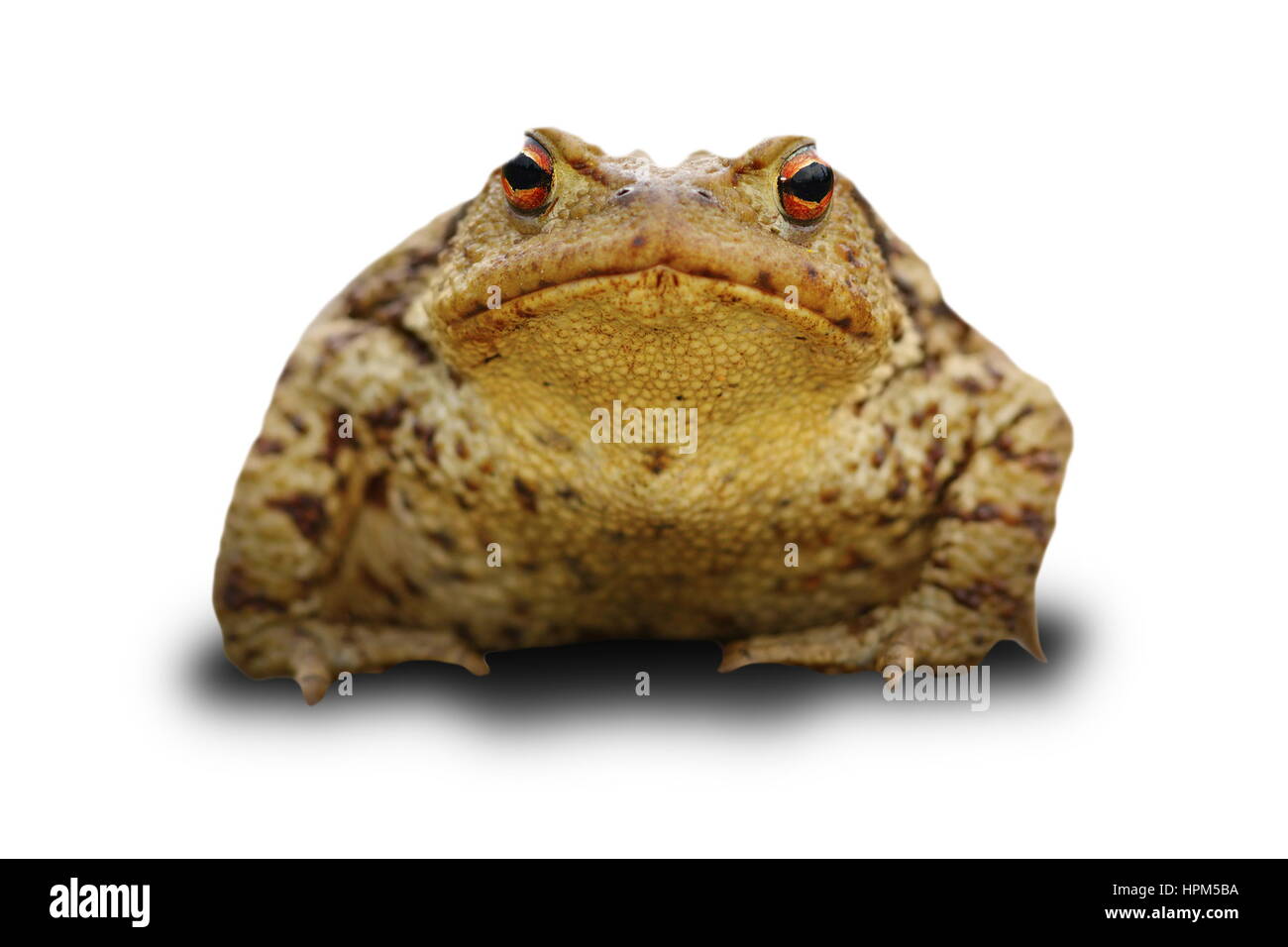 Bufo Frosch in weiß mit Schatten (gemeinsame Kröte) Stockfoto
