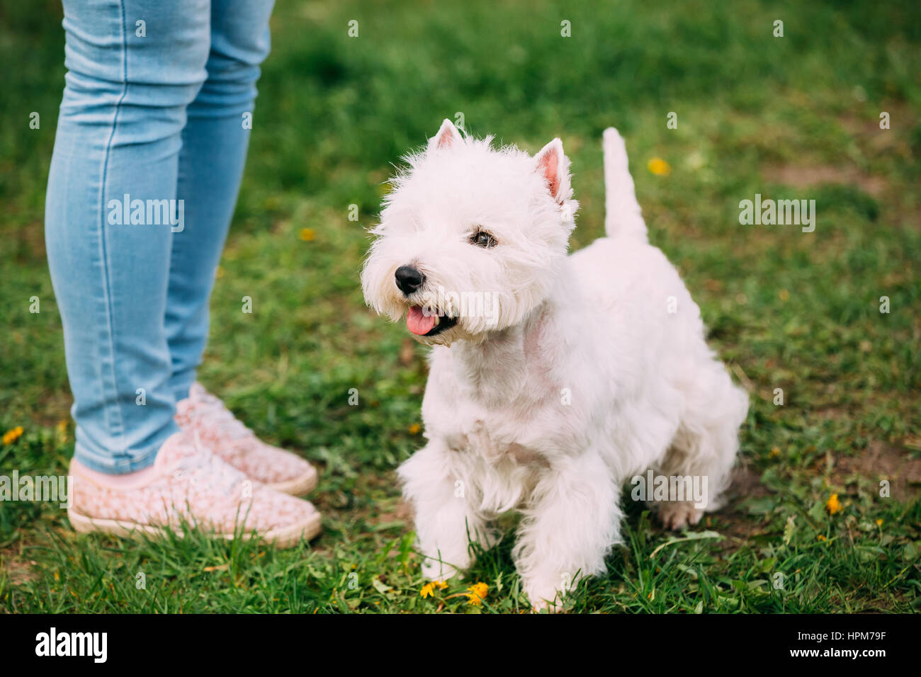 West Highland White Terrier Hund sitzt zu Füßen des Eigentümers im Sommer Grasgrün. West Highland White Terrier kann stark variieren, wobei einige freundliche Stockfoto